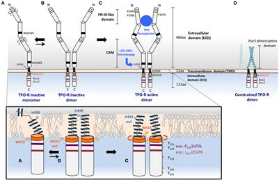 The Thrombopoietin Receptor: Structural Basis of Traffic and Activation by Ligand, Mutations, Agonists, and Mutated Calreticulin